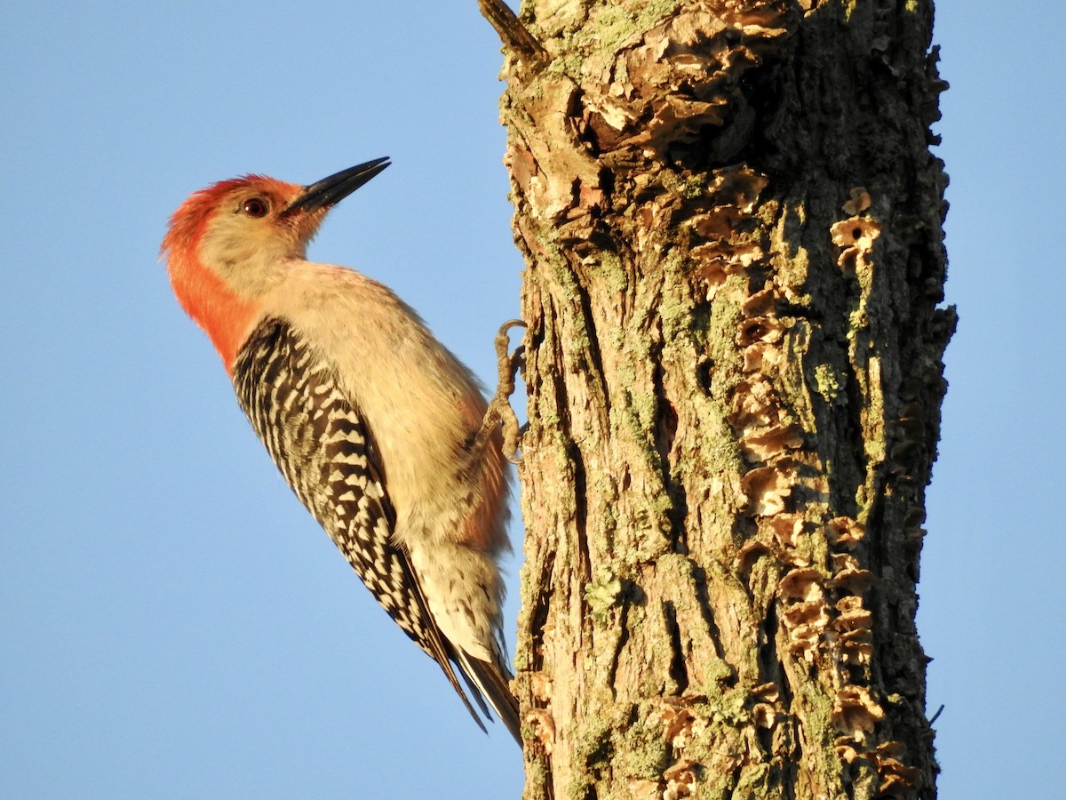 Red-bellied Woodpecker - ML635279203