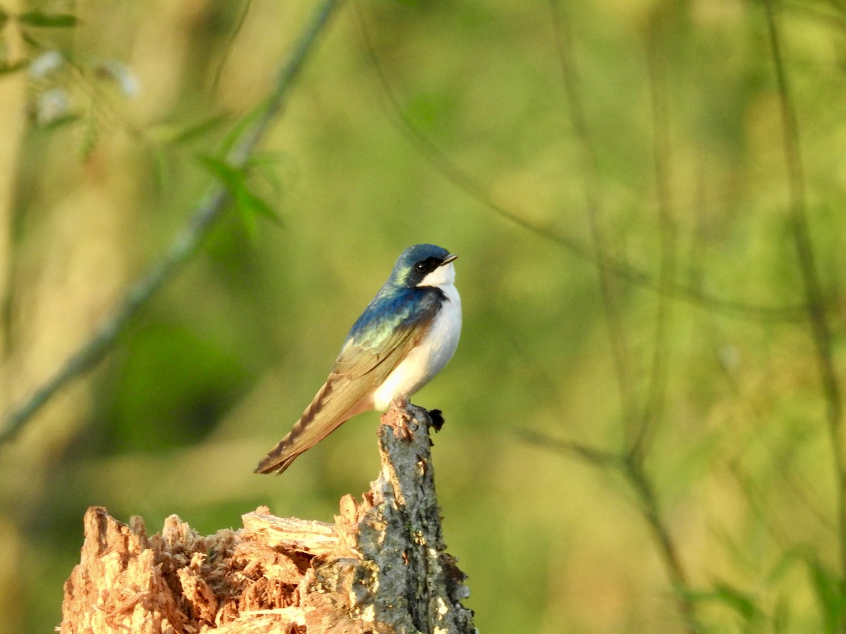Tree Swallow - ML635279208