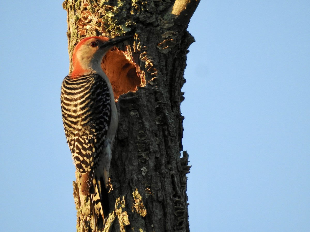 Red-bellied Woodpecker - ML635279230
