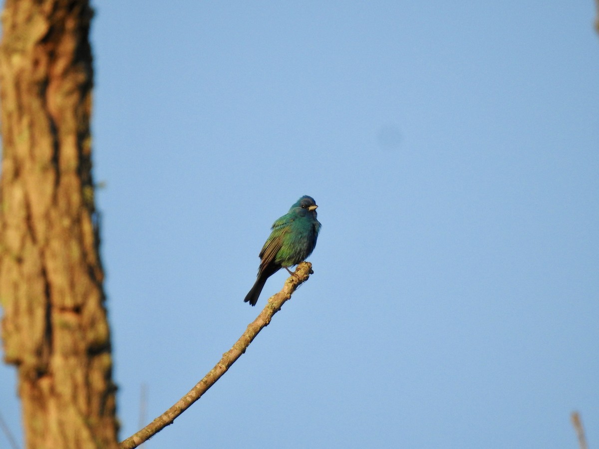 Indigo Bunting - ML635279240