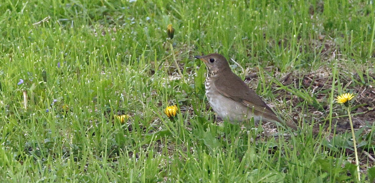 Gray-cheeked Thrush - ML635279333