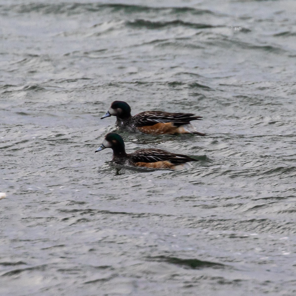 Chiloe Wigeon - ML635279343