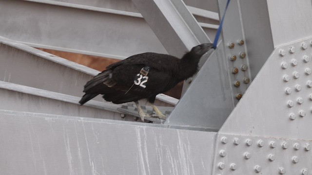 California Condor - ML635279347