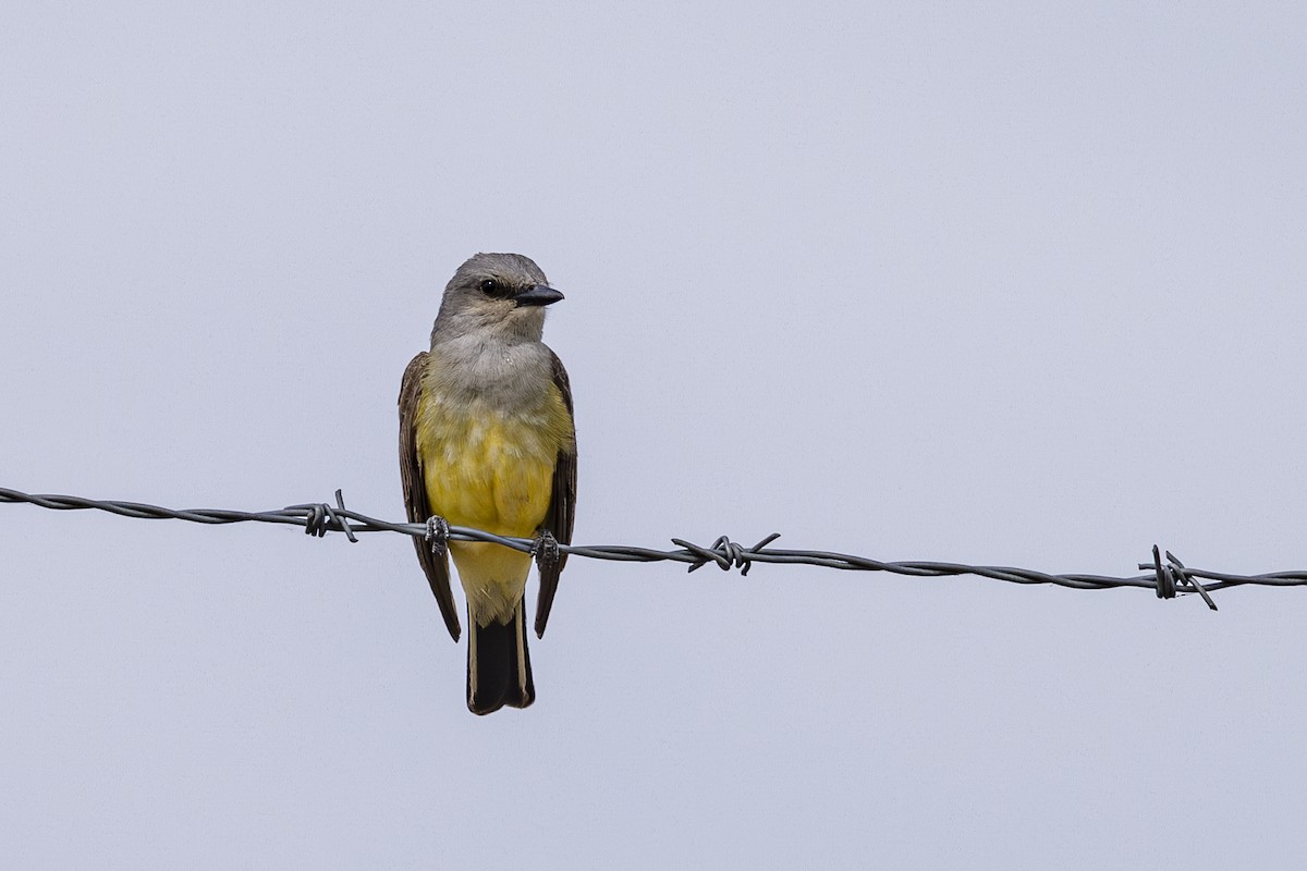 Western Kingbird - ML635279348