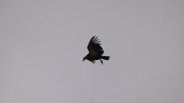 California Condor - ML635279353