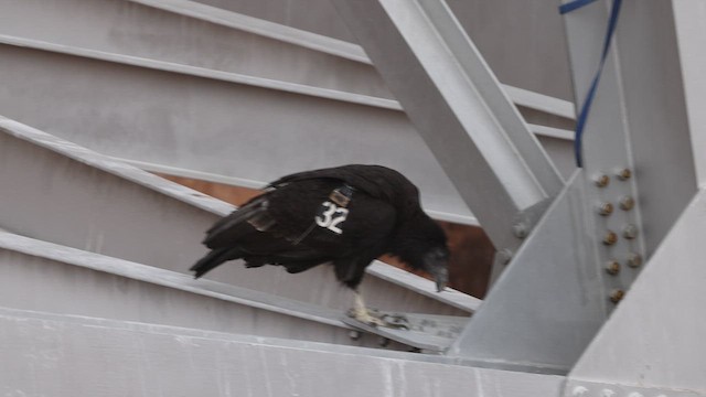 California Condor - ML635279358