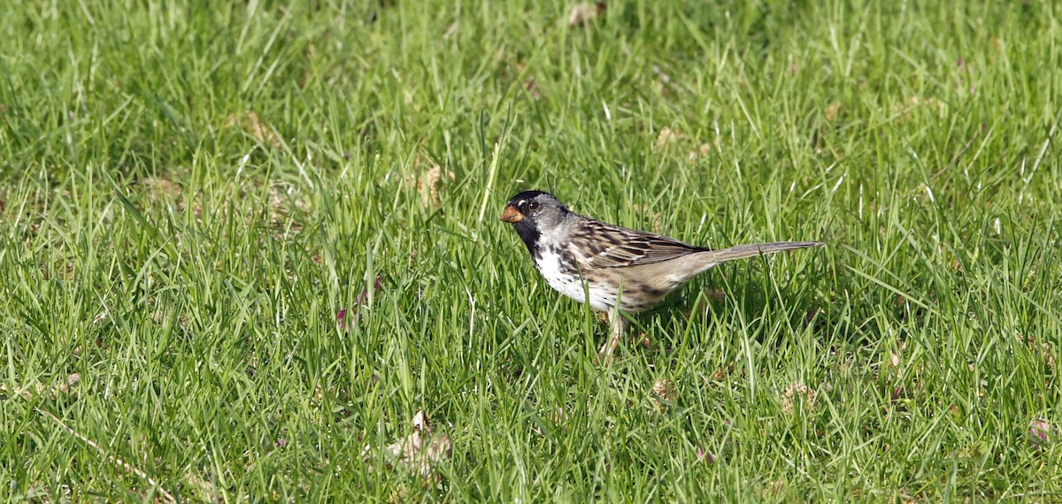 Harris's Sparrow - ML635279386