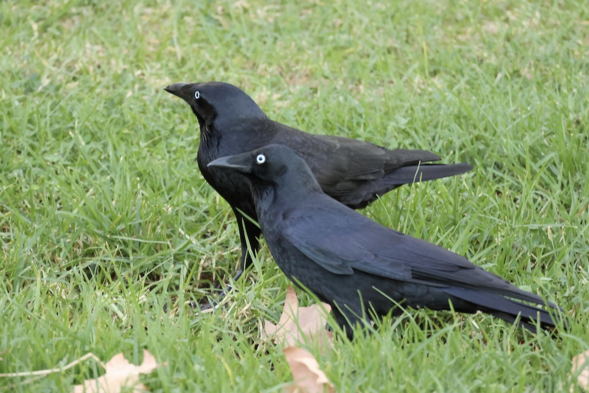 Little Raven - ML635279388