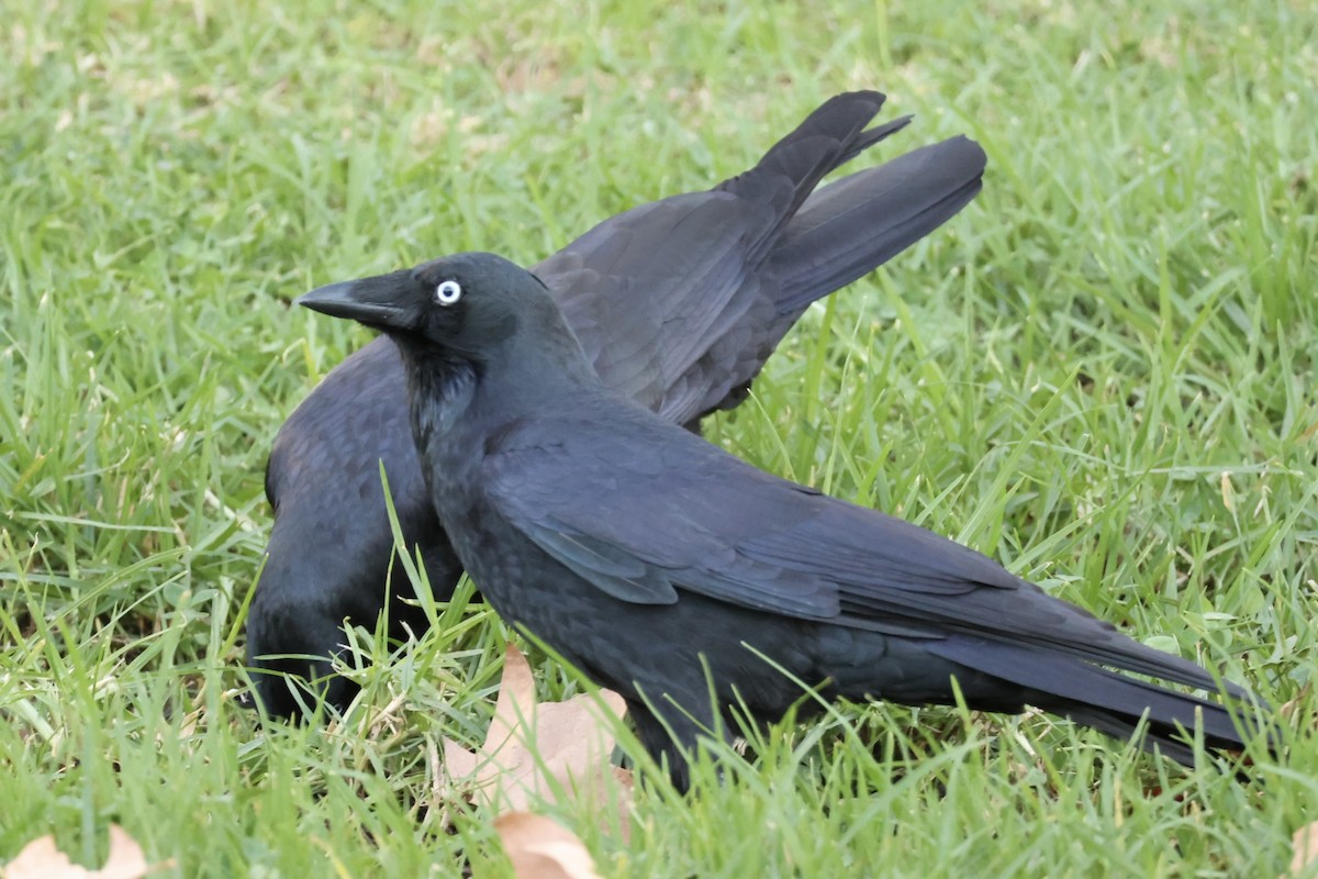 Little Raven - ML635279389