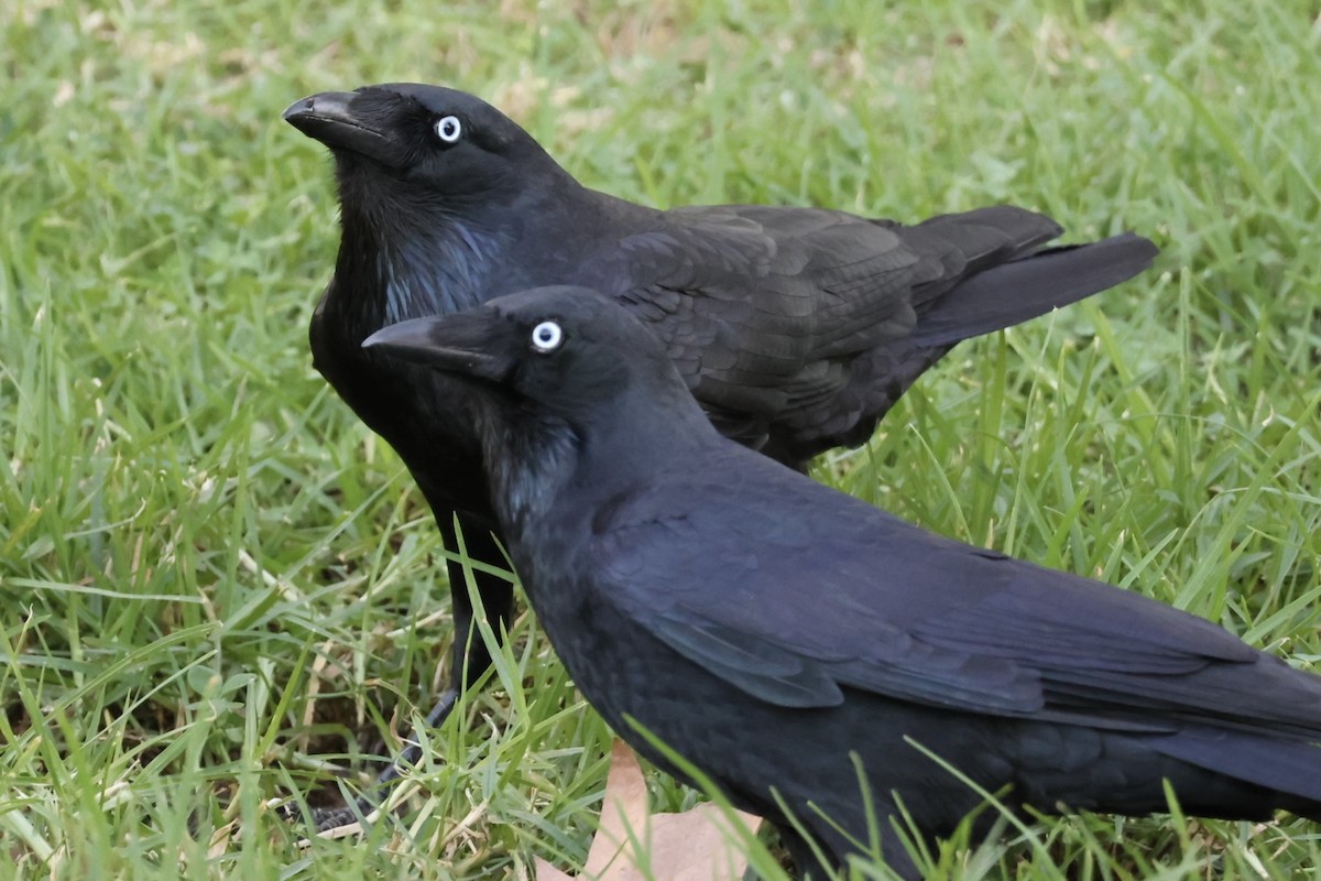 Little Raven - ML635279390
