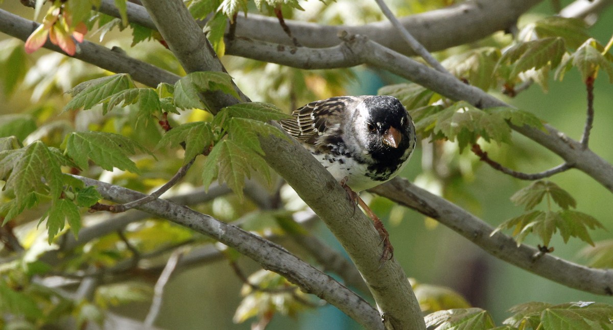 Harris's Sparrow - ML635279401