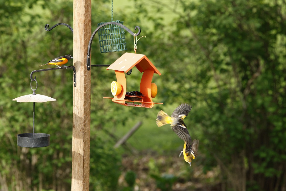 Oriole de Baltimore - ML635279422