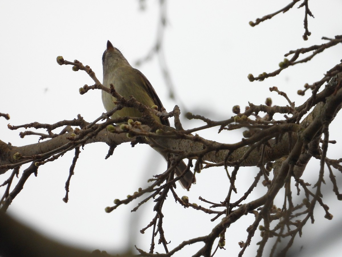 Yellow-bellied Flycatcher - ML635279631