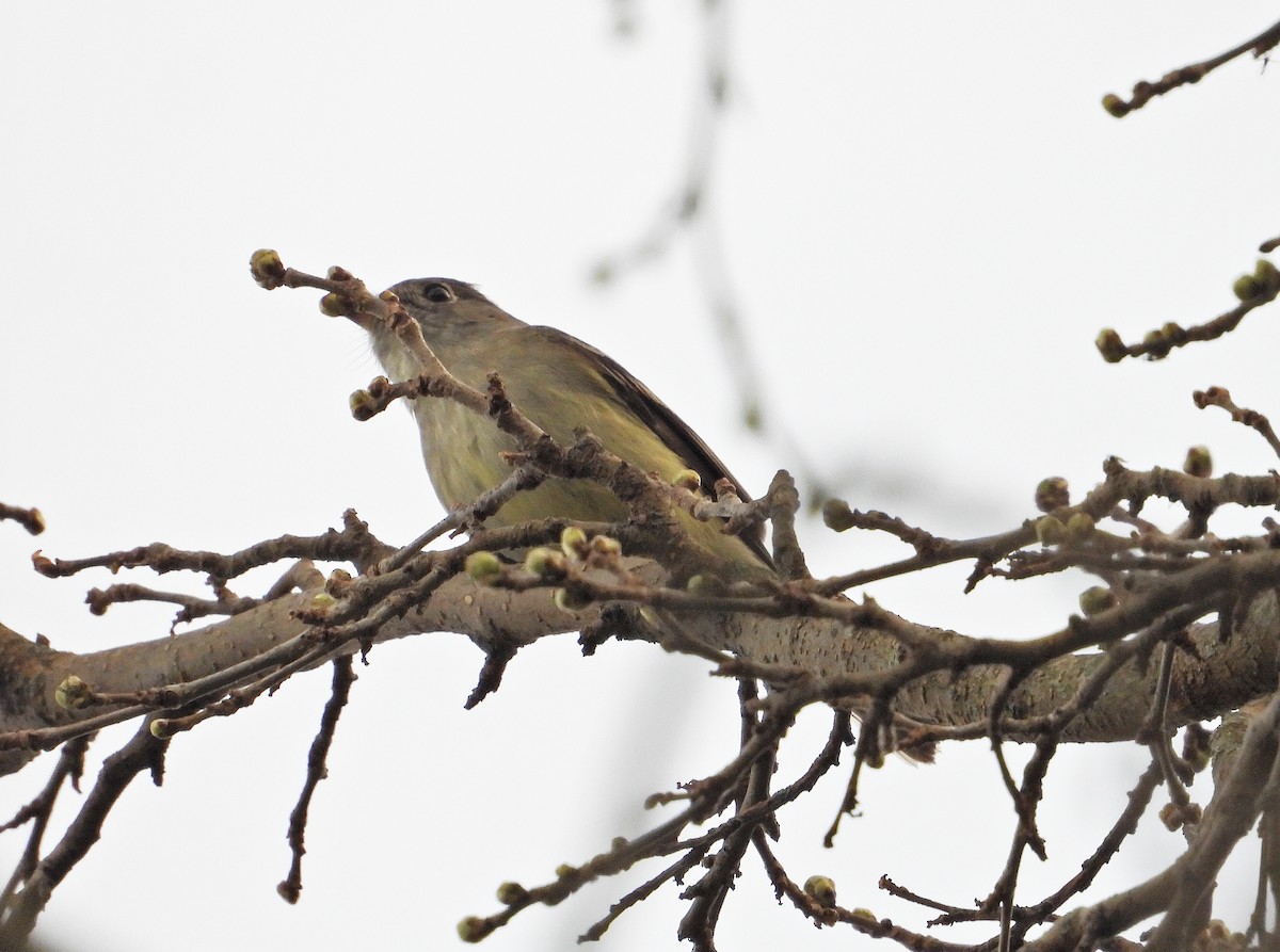 Yellow-bellied Flycatcher - ML635279635
