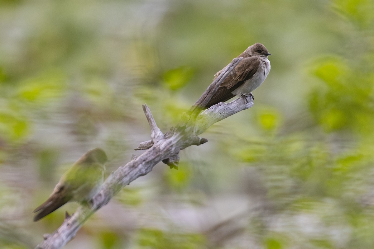 Golondrina Aserrada - ML635279718