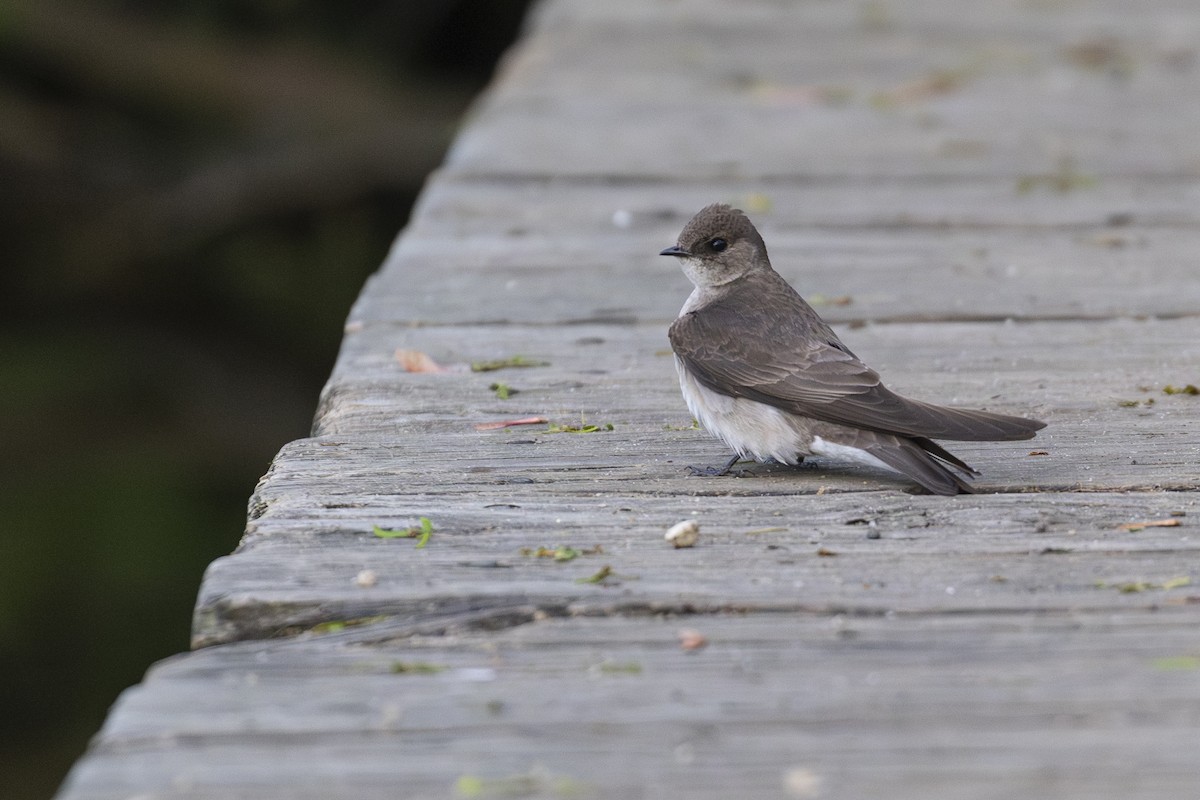 Golondrina Aserrada - ML635279737