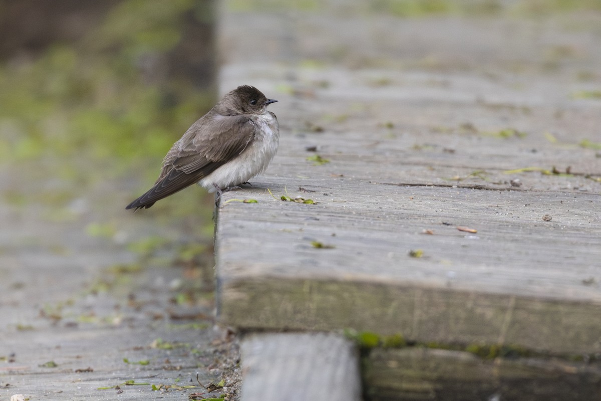 Golondrina Aserrada - ML635279738