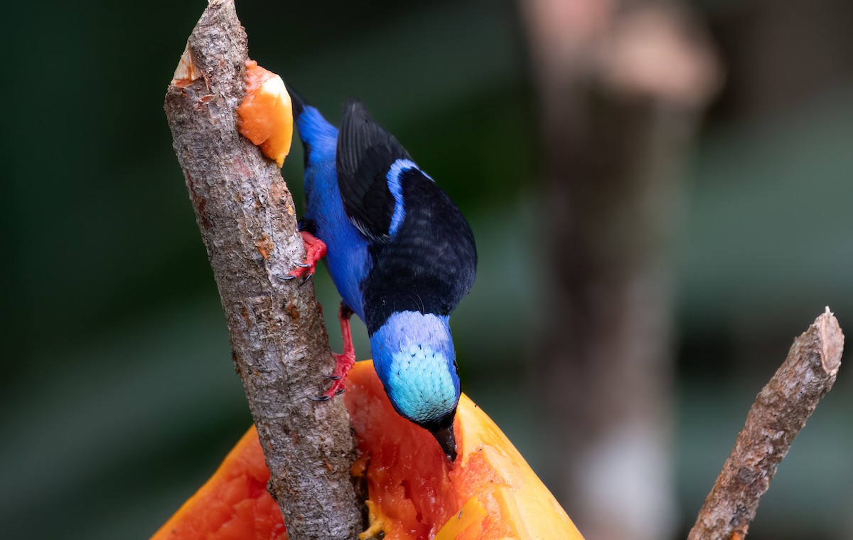 Red-legged Honeycreeper - ML635279748