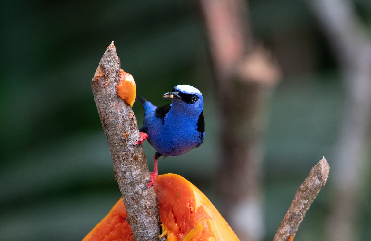 Red-legged Honeycreeper - ML635279749