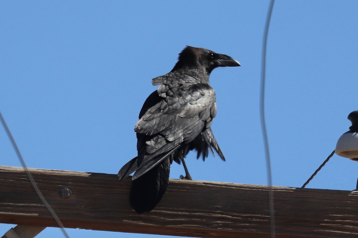 Corbeau à cou blanc - ML635279791