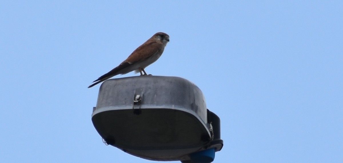 Nankeen Kestrel - ML635279835