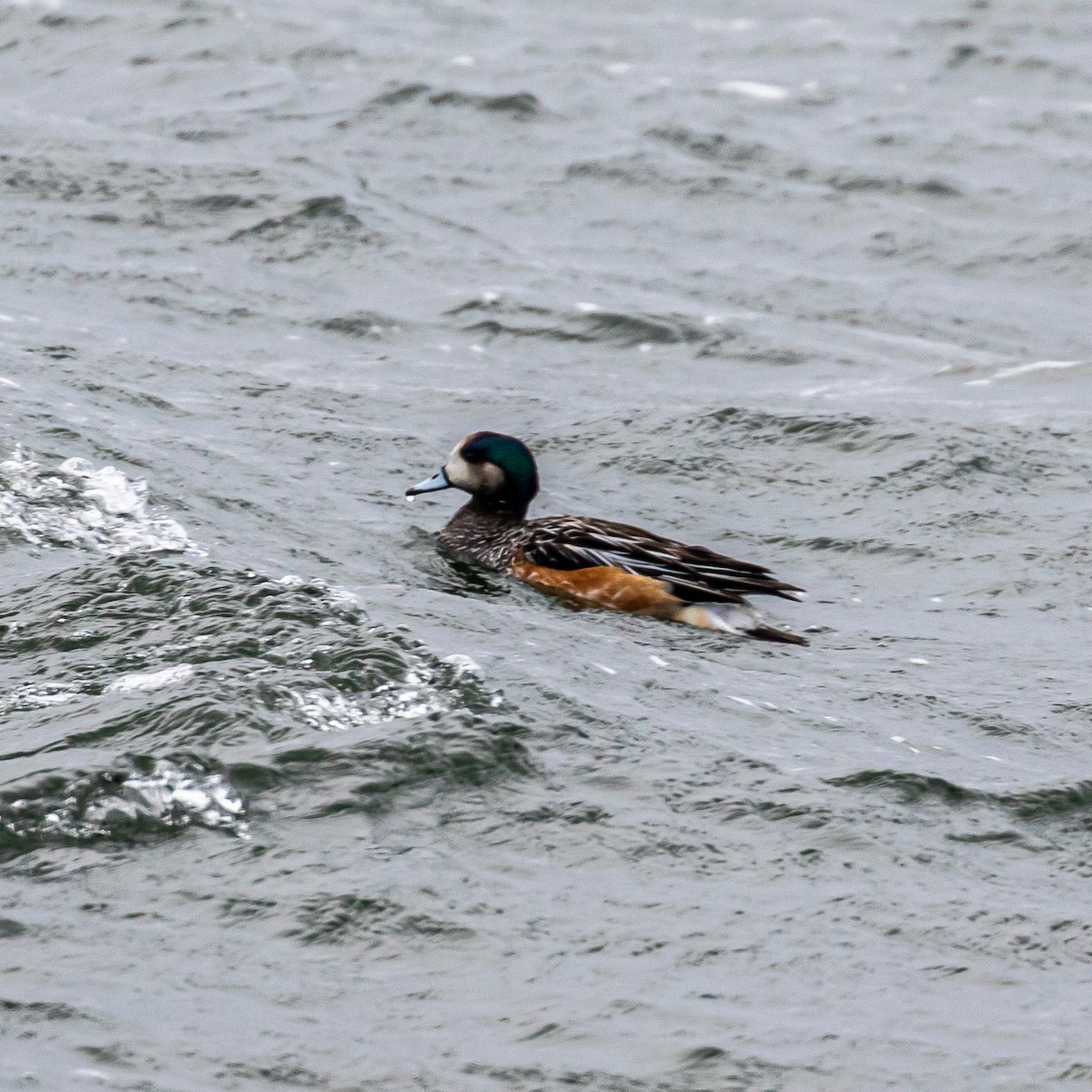 Chiloe Wigeon - ML635279845