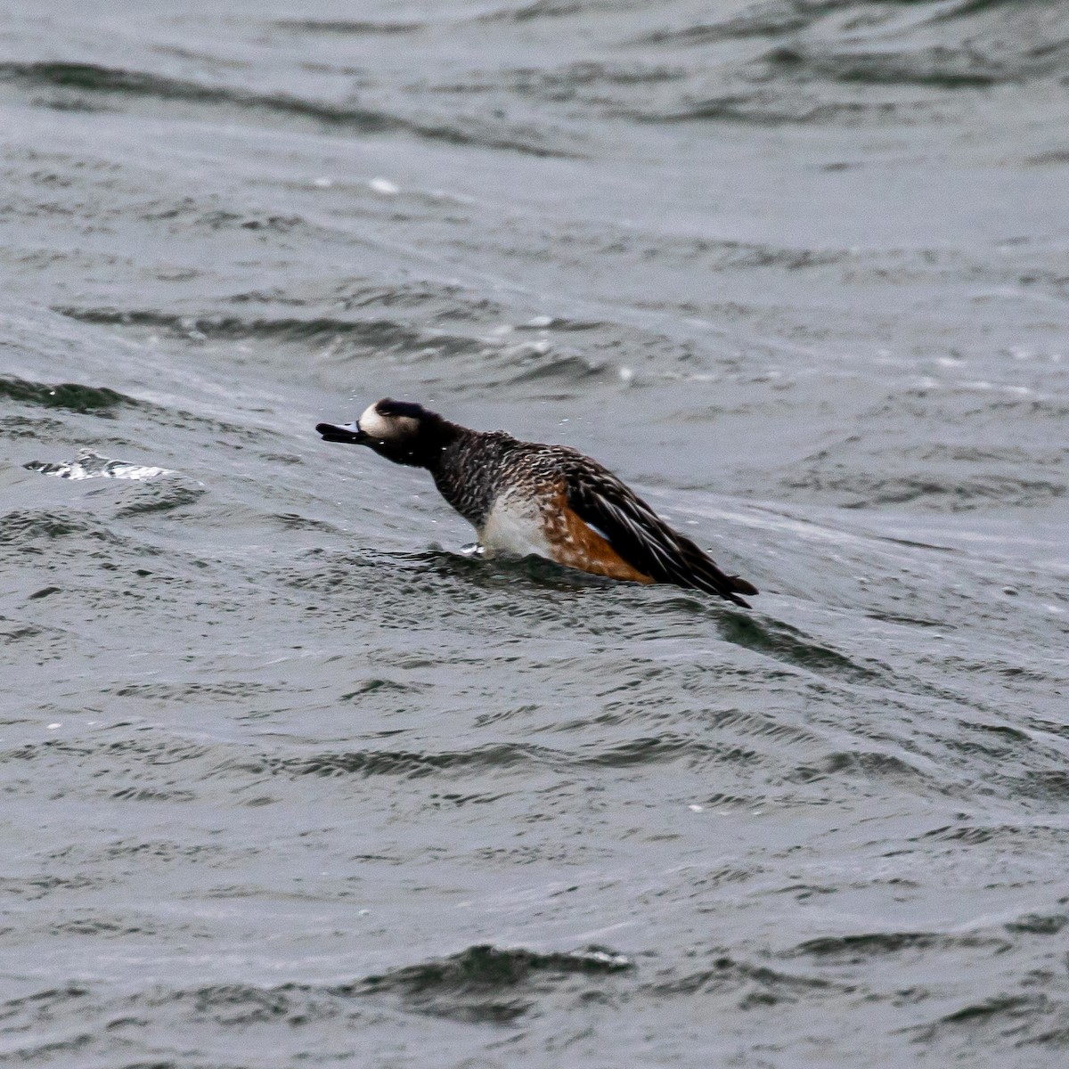 Chiloe Wigeon - ML635279848
