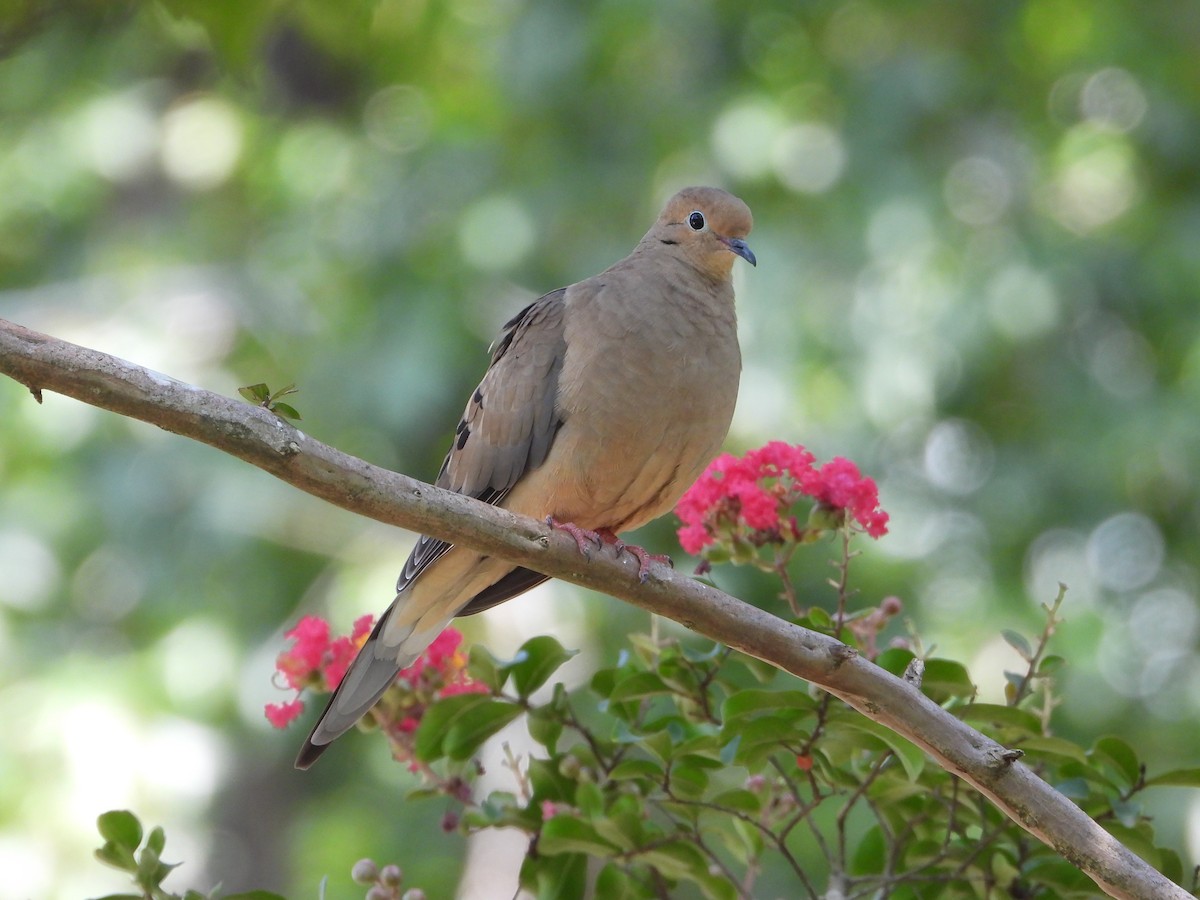 Mourning Dove - ML635279910