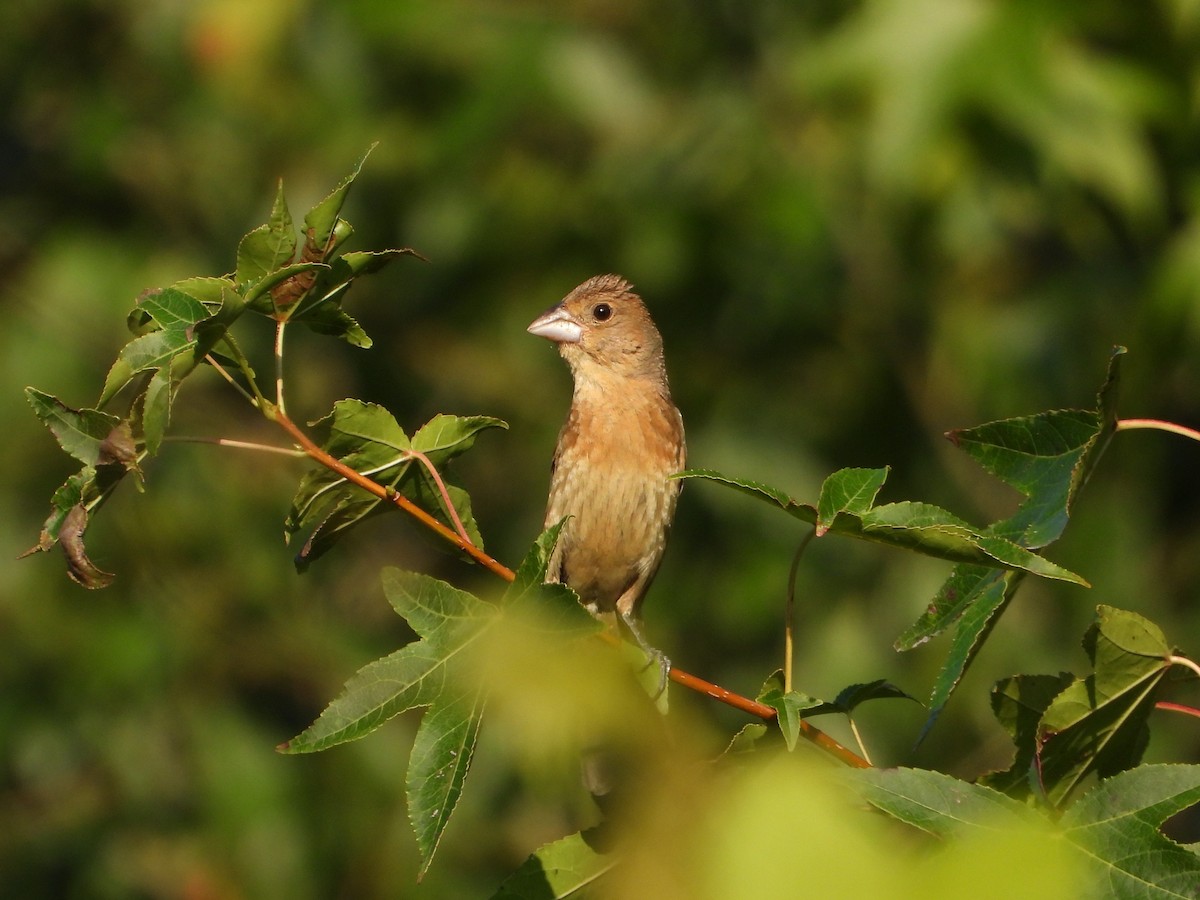Blue Grosbeak - ML635279962