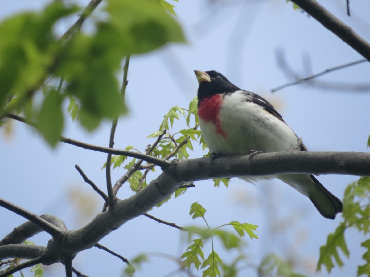 Rose-breasted Grosbeak - ML635279982