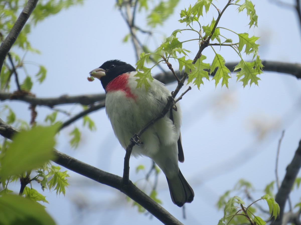 Rose-breasted Grosbeak - ML635279986
