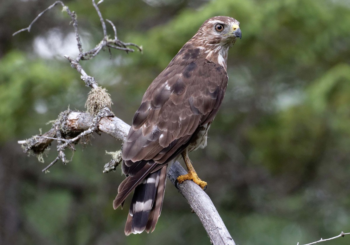 Broad-winged Hawk - James Sawusch