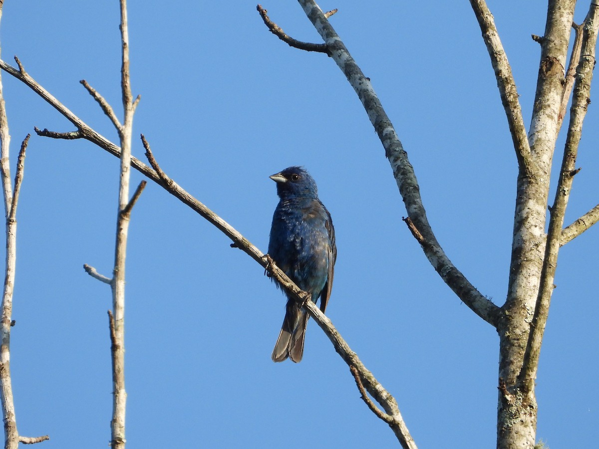 Indigo Bunting - ML635280177