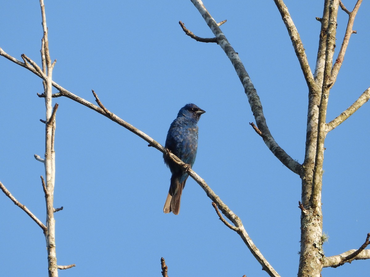 Indigo Bunting - ML635280230