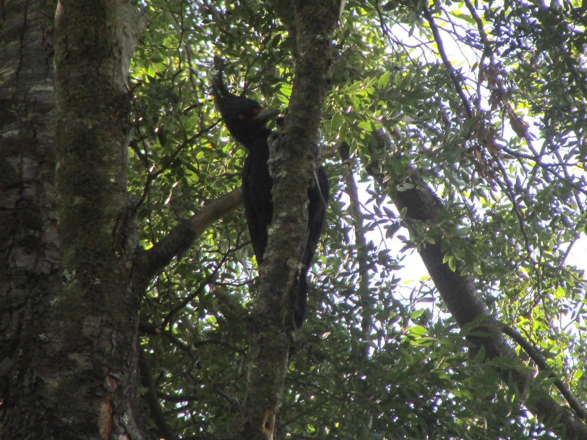 Magellanic Woodpecker - ML635280234
