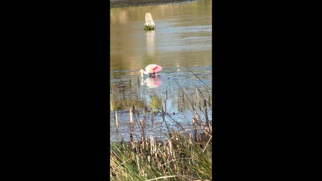 kolpík růžový - ML635280258