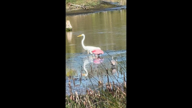 kolpík růžový - ML635280259