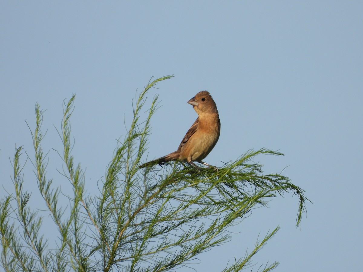 Blue Grosbeak - ML635280368