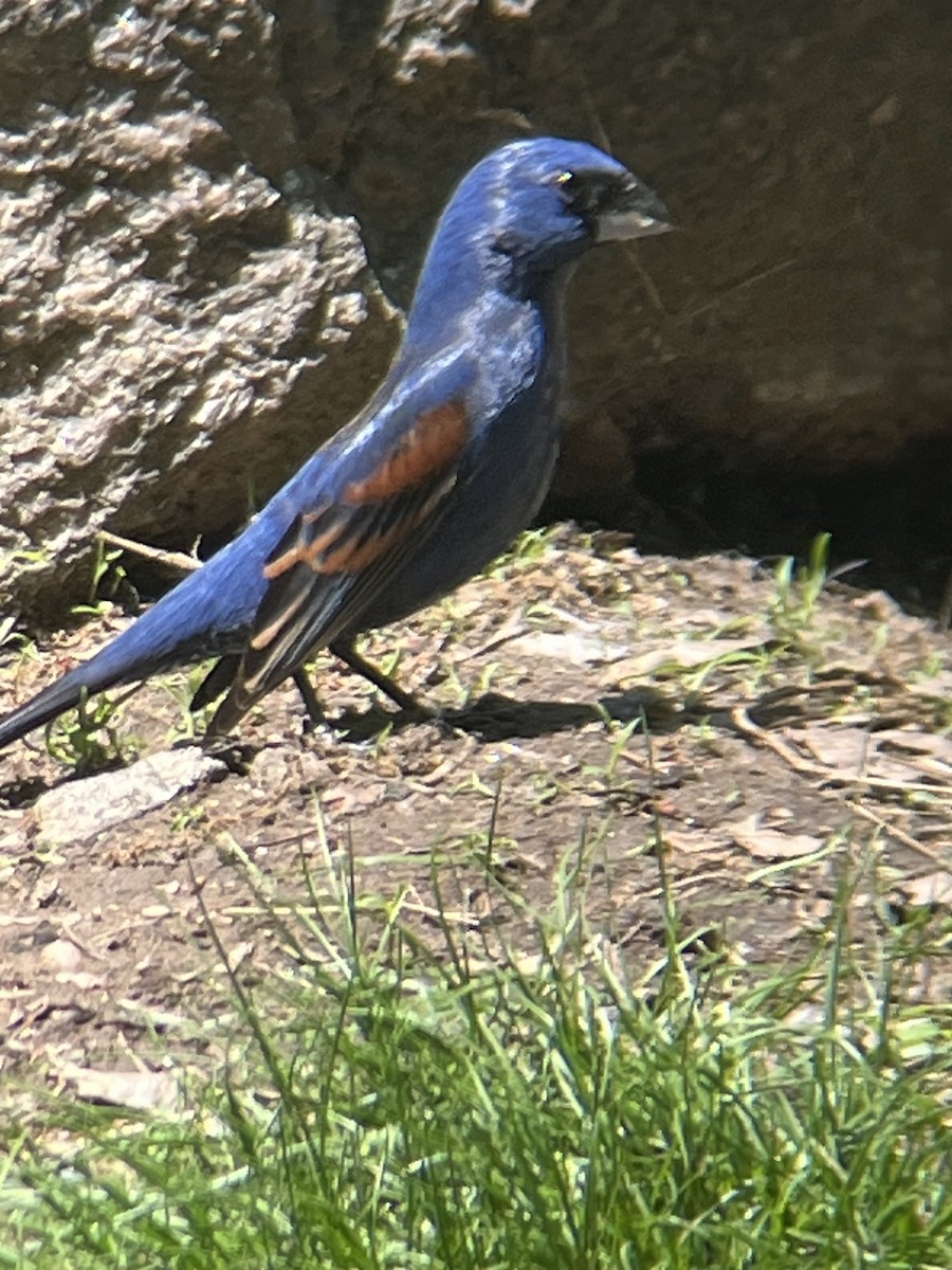 Blue Grosbeak - ML635280394