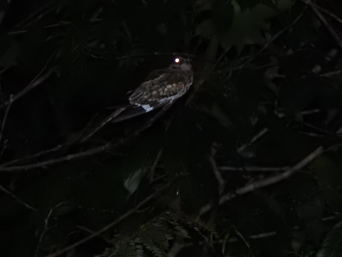 Ladder-tailed Nightjar - ML635280413