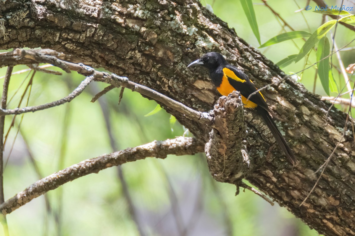 Black-vented Oriole - ML635280417