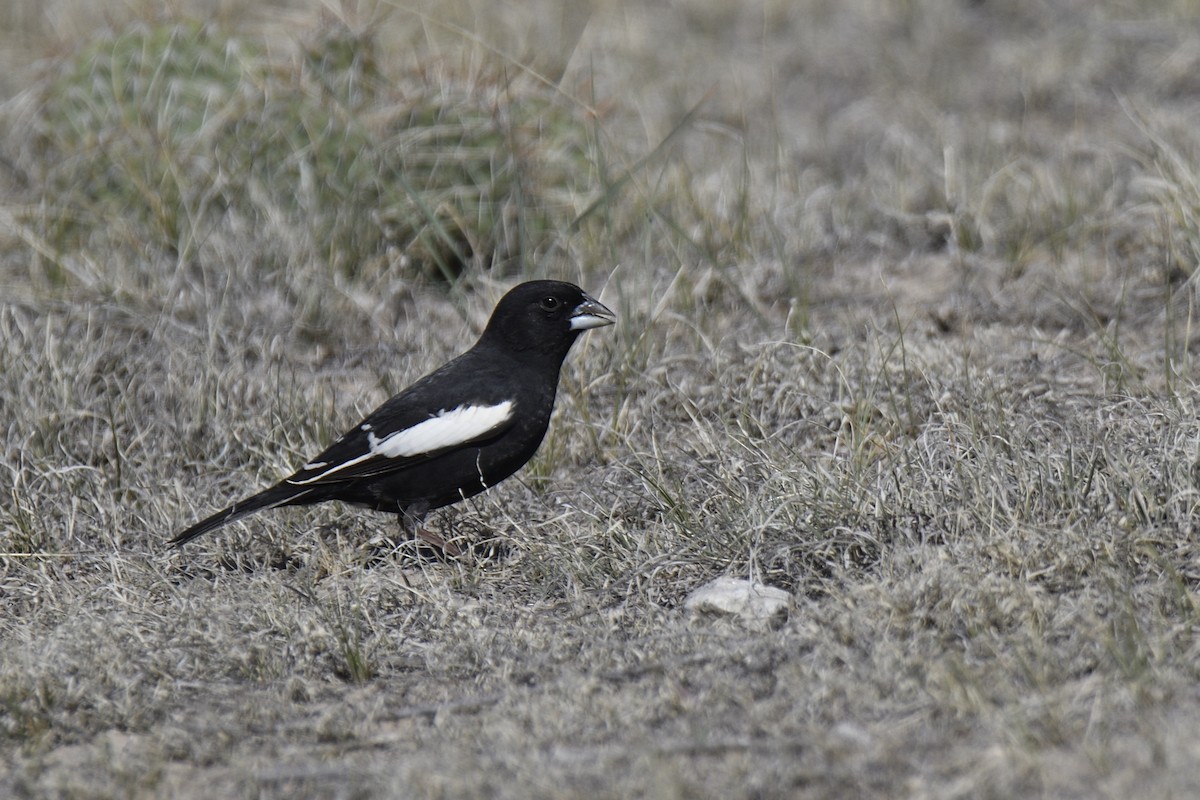 Lark Bunting - ML635280422