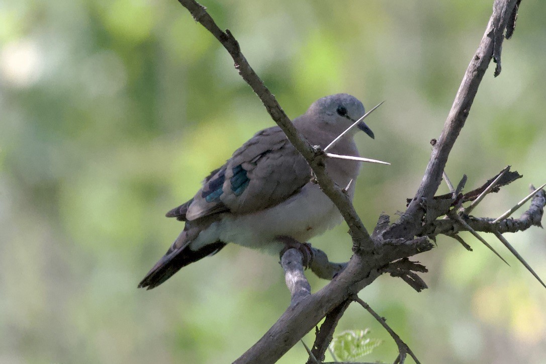 Emerald-spotted Wood-Dove - ML635280442