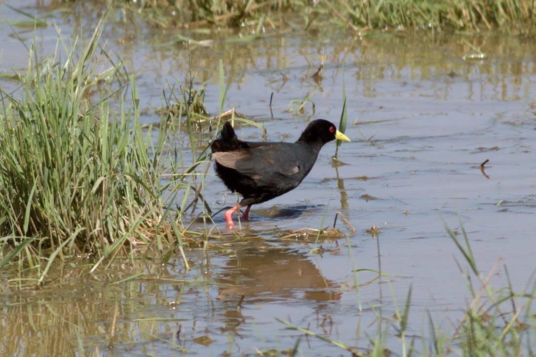 Black Crake - ML635280530