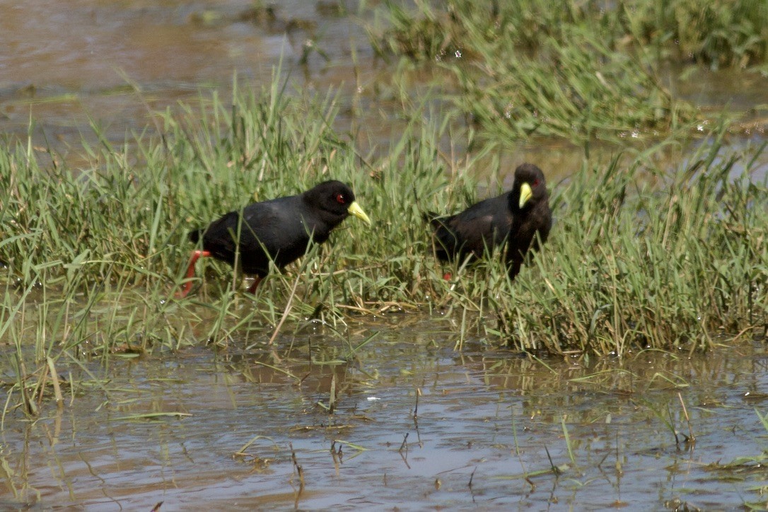 Black Crake - ML635280536