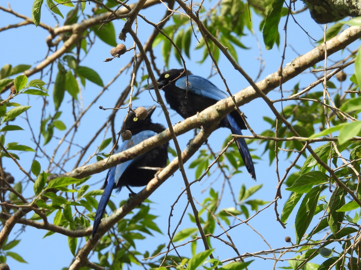 San Blas Jay - ML635280649