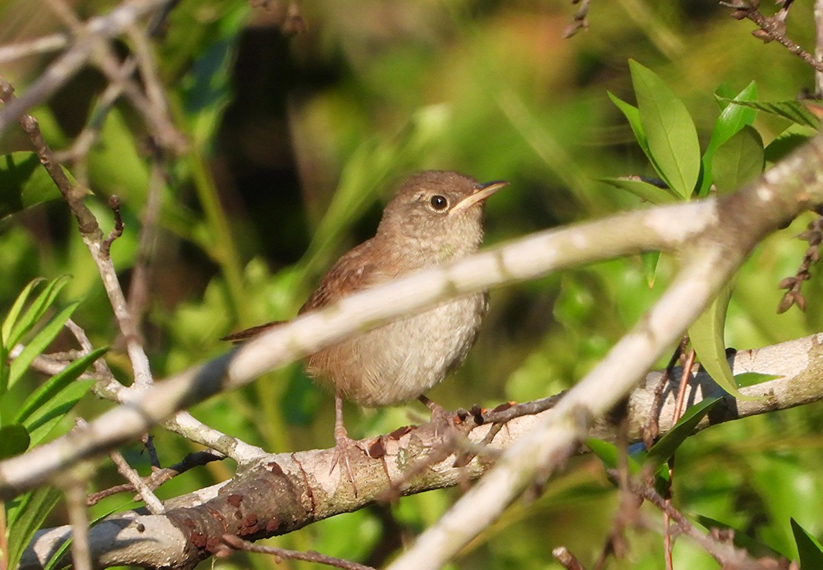 Northern House Wren - ML635280703