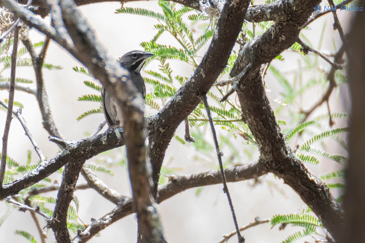 Five-striped Sparrow - ML635280714