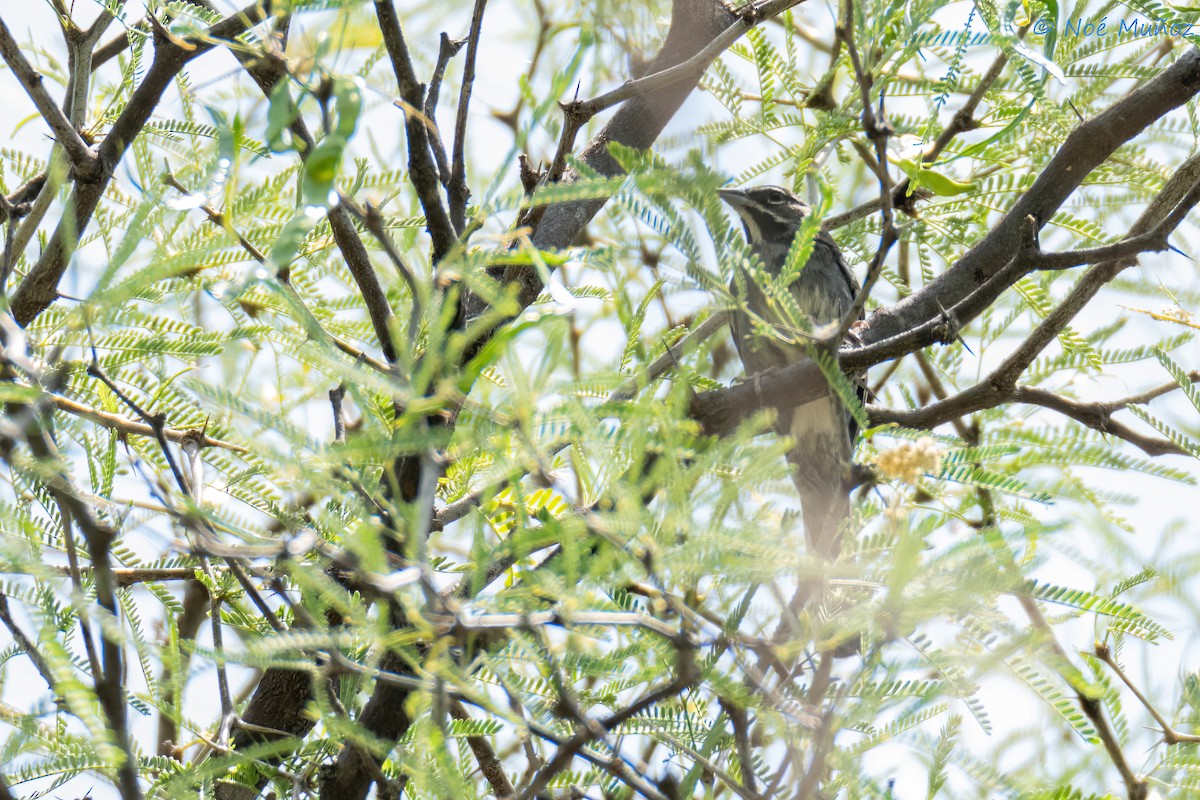 Five-striped Sparrow - ML635280715