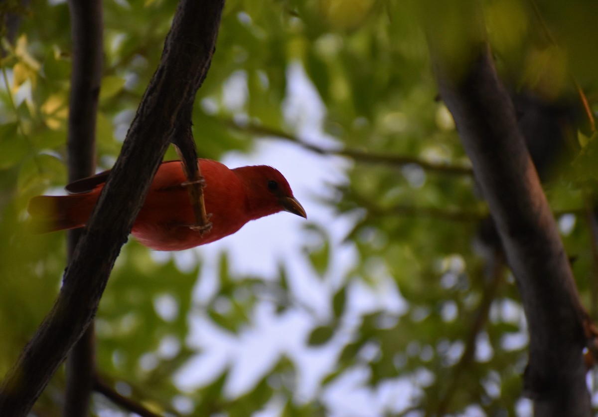 Summer Tanager - ML635280755